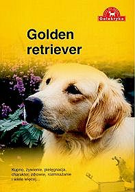 Pies na medal - Golden Retriever