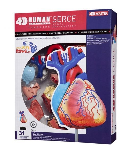 Anatomia człowieka - serce