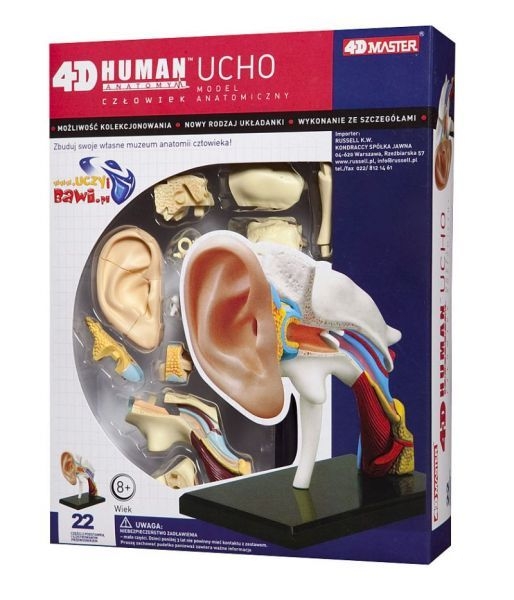 Anatomia człowieka - ucho