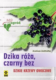 Dzika róża, czarny bez. Dzikie krzewy owocowe