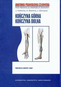 Kończyna górna, kończyna dolna