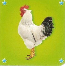 Kosteczka Kogut