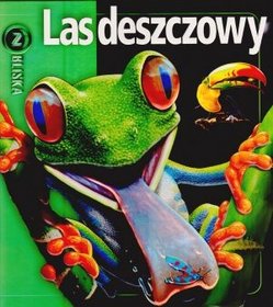 Las deszczowy. Z bliska