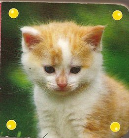 Mini kosteczka - Kot