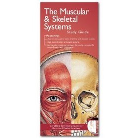 Muscular and Skeletal Systems