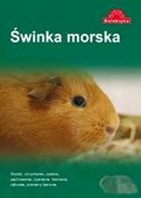 Świnka morska