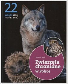 Zwierzęta chronione w Polsce. 22 gatunki, które musisz znać