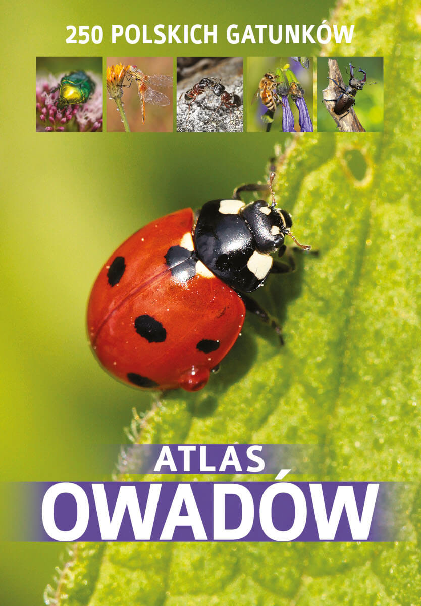Atlas owadów