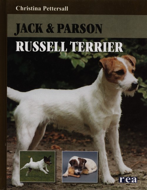 Jack  Parson Russel Terrier