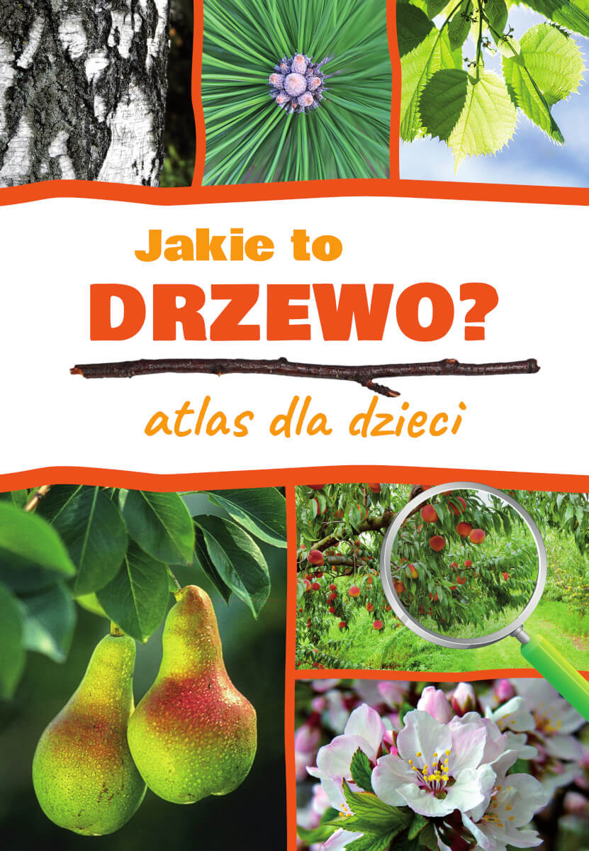 Jakie to drzewo?
