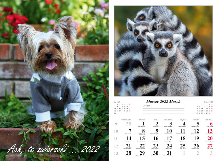 Kalendarz 2022 Ach, te zwierzaki ścienny 13-k