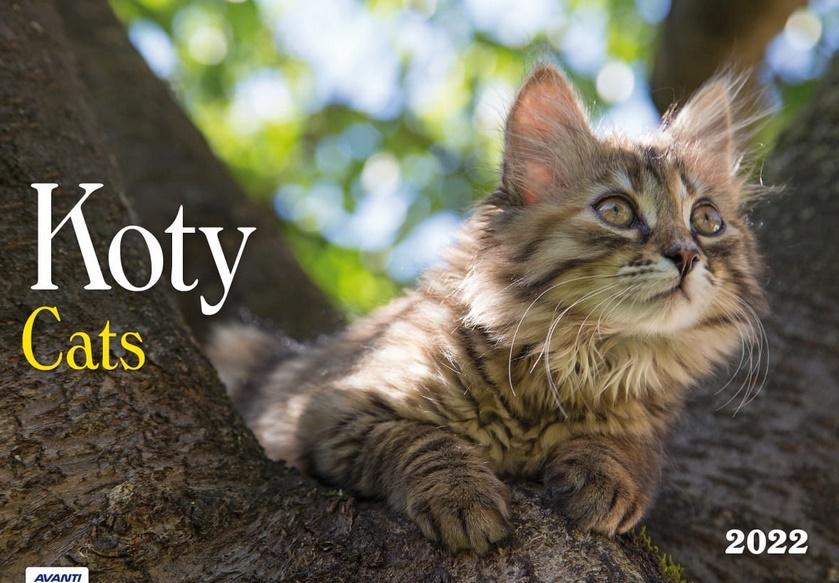 Kalendarz 2022 albumowy Koty KA1