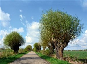 Kalendarz trójdzielny 2022 Wierzby