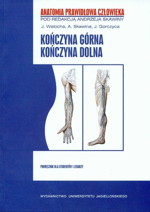 Kończyna górna, kończyna dolna