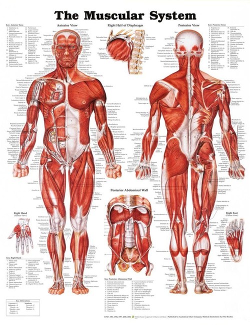 Muscular System Poster