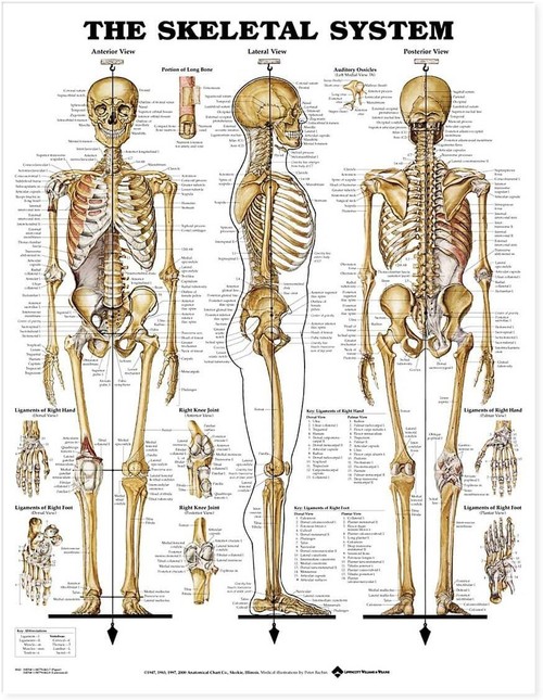 Skeletal System Poster