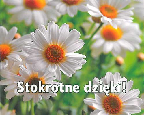 Stokrotne dzięki perełki