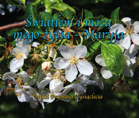 Światłem i mocą mojego życia - Maryja