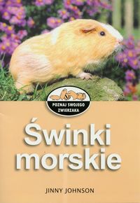 Świnki morskie