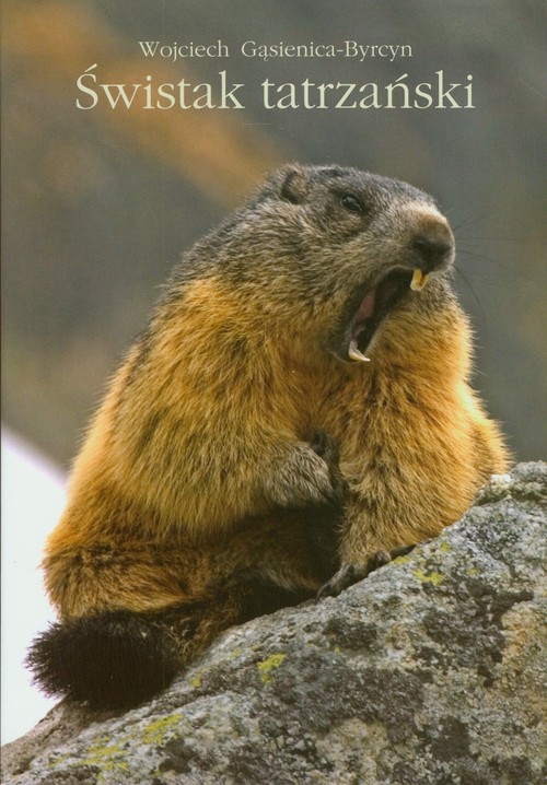 Świstak tatrzański