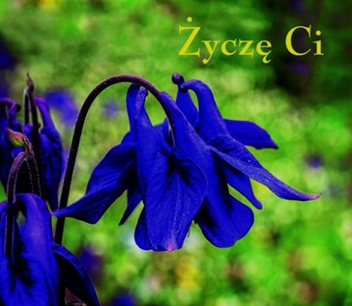 Ziarenka 5 Życzę Ci